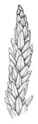 Ochiobryum blandum, shoot detail. Drawn from J. Child 6084, CHR 428564.
 Image: R.C. Wagstaff © Landcare Research 2020 CC BY 4.0